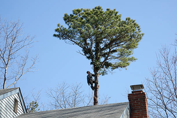 Trusted Twin Rivers, NJ Tree Care Experts